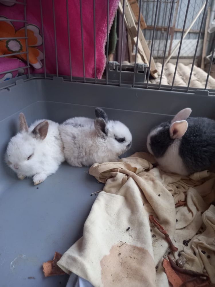 Продам декоративных крольчат.