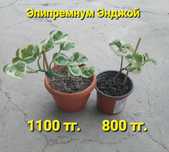 Распродажа!!! Комнатные растения разные