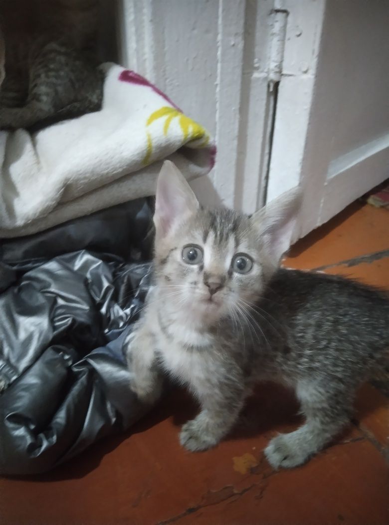 Отдам котят в добрые руки
