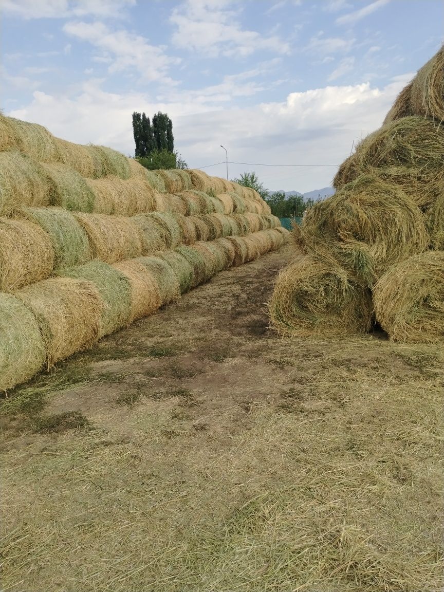 Шөп жоңышқа еспорцет рулондалған сатылымда бар
