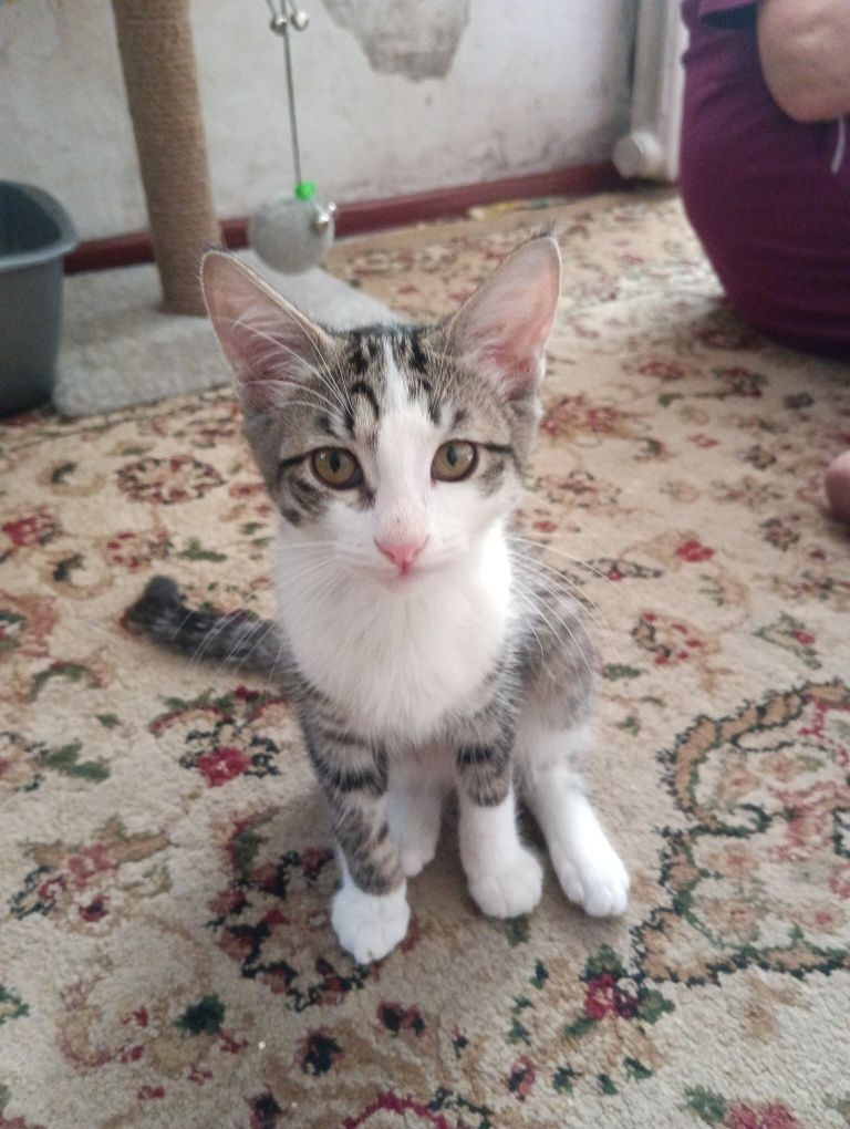 Отдам котят в добрые руки бесплатно