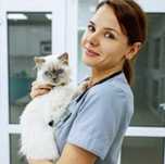 Ветеринарный врач на дом Чипирование Вакцинация Ветеринар Кремация