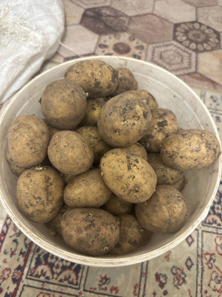 Картошка, дачная, белая, средего размера