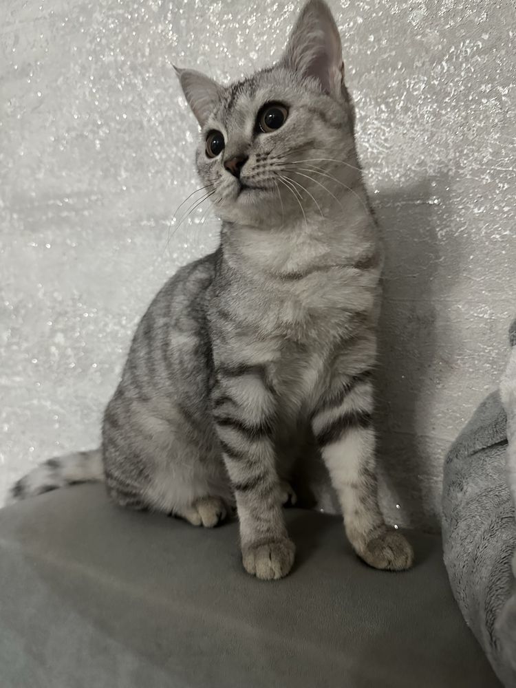 Отдам котенка в хорошие руки