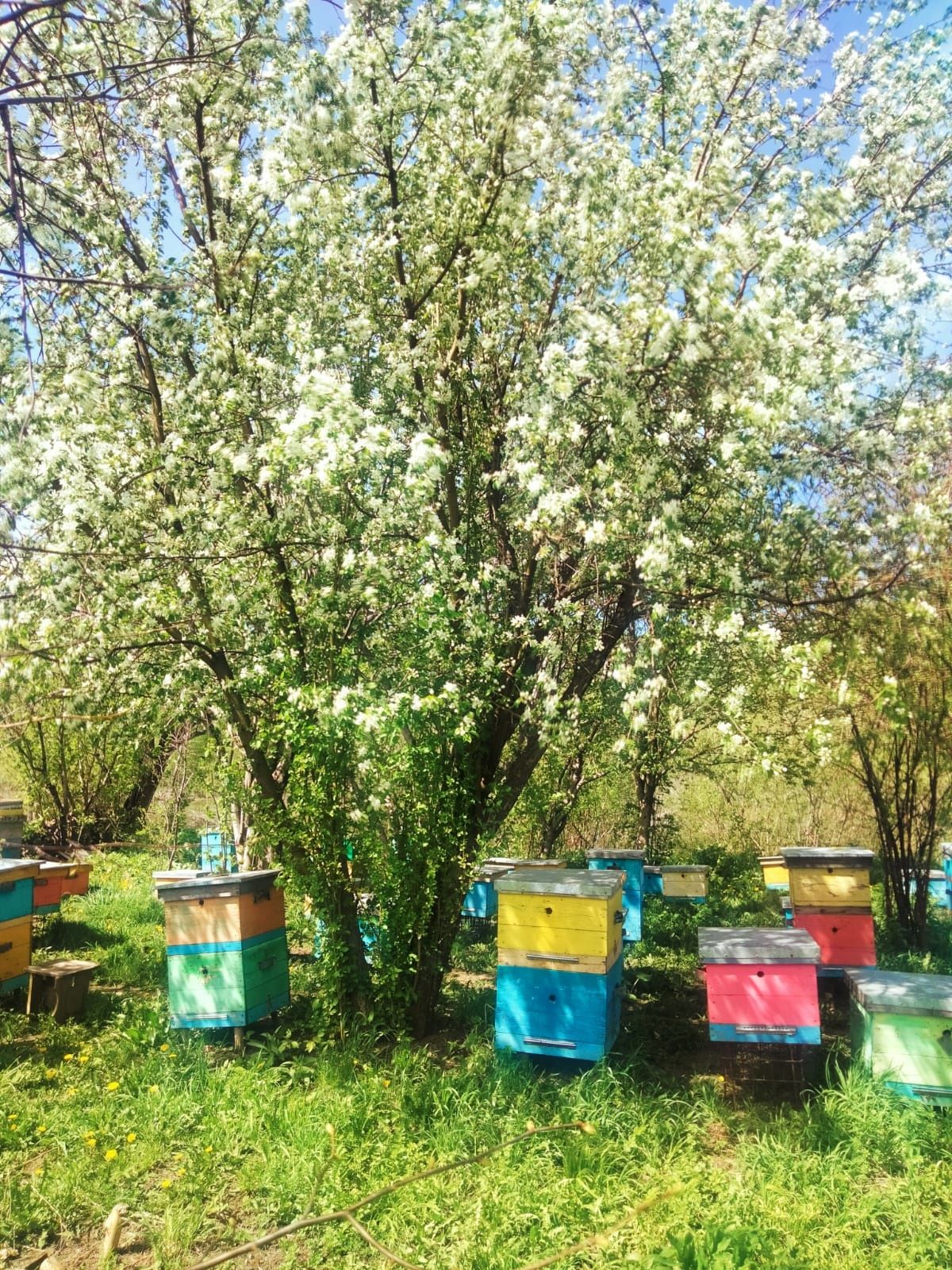 Продам пчело семьи
