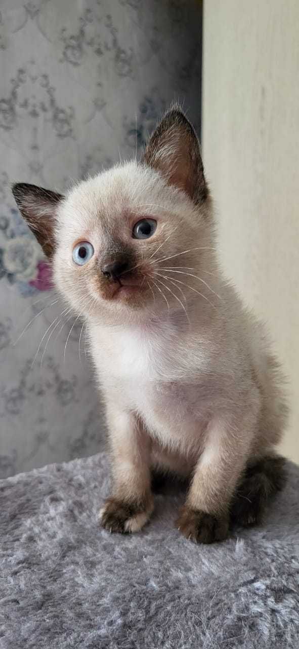 Котенок ищет дом.