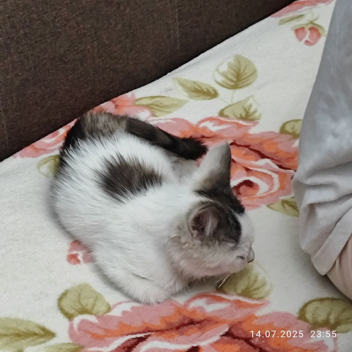 Отдам котенка в добрые руки