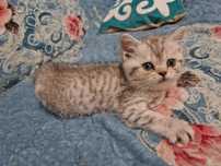 Шотландская кошка 1.5 месяца