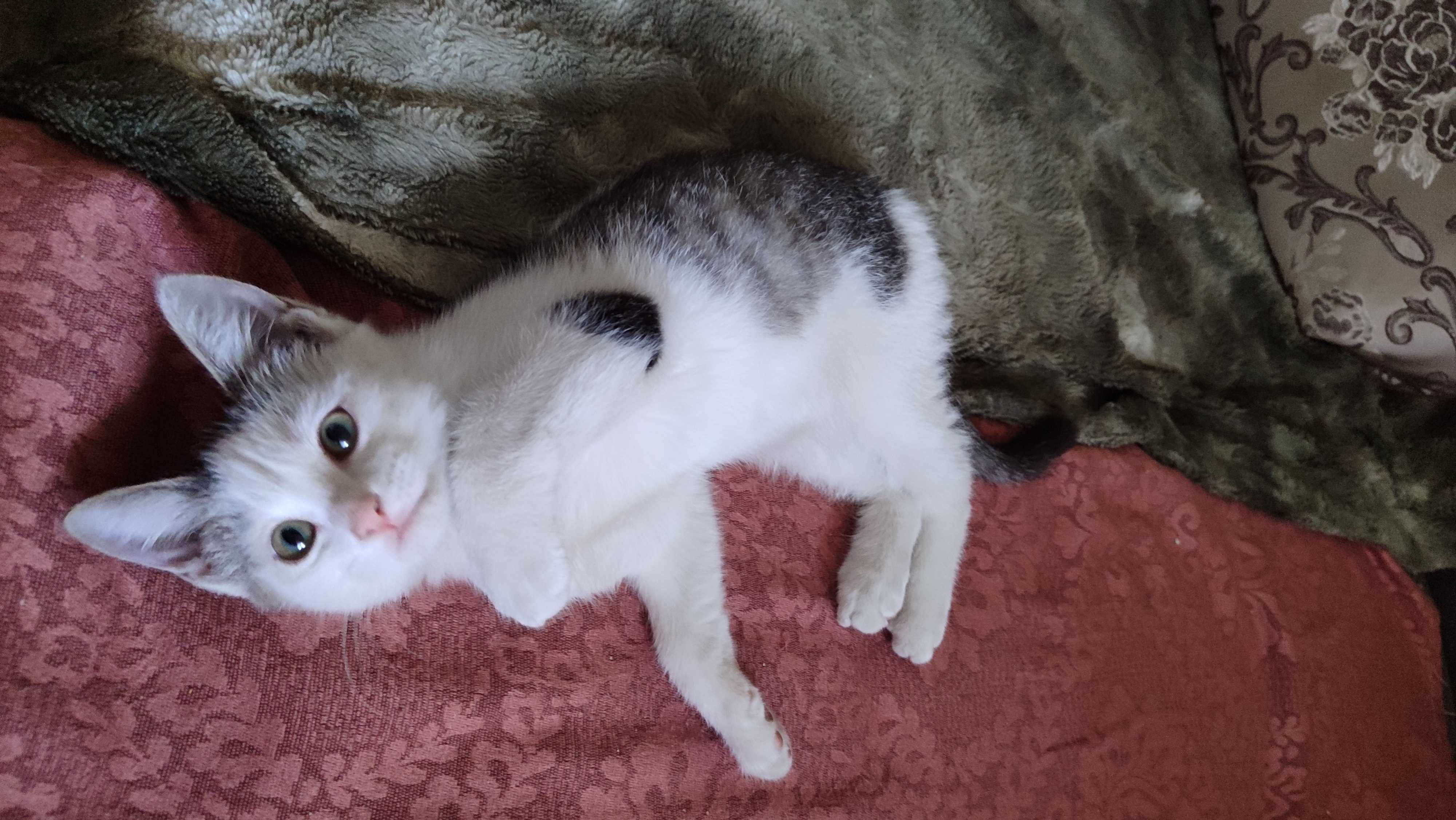 Котенок-талисман