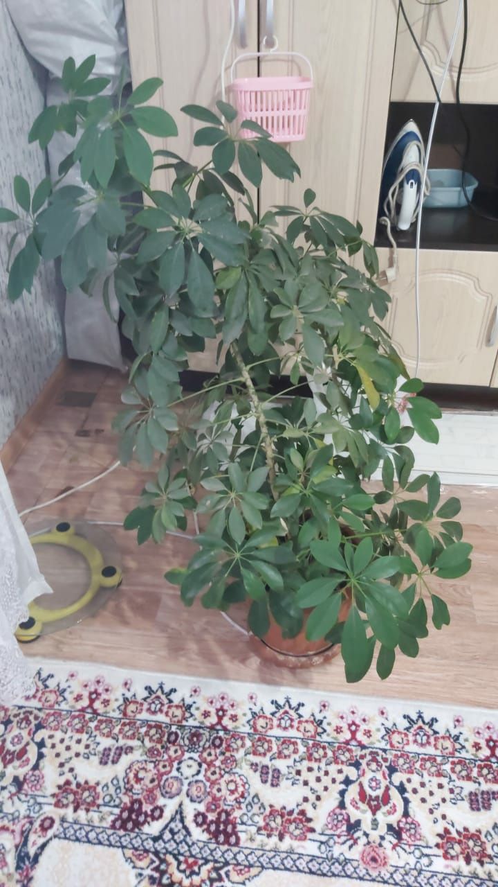 Продам шефлеру,ей 5 лет