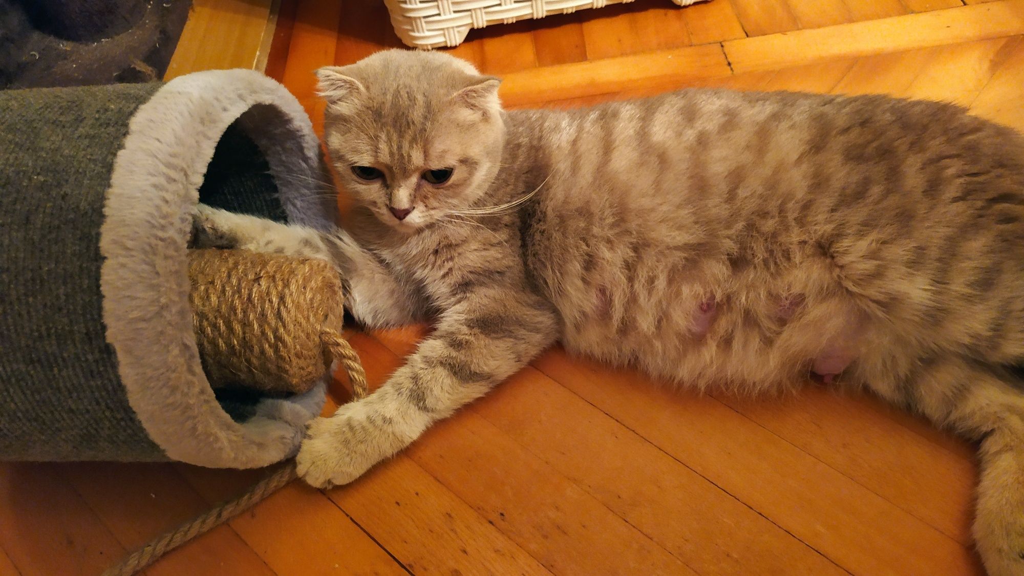 Кот  кошка британец кастрирован