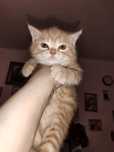 Котята шотландцы.