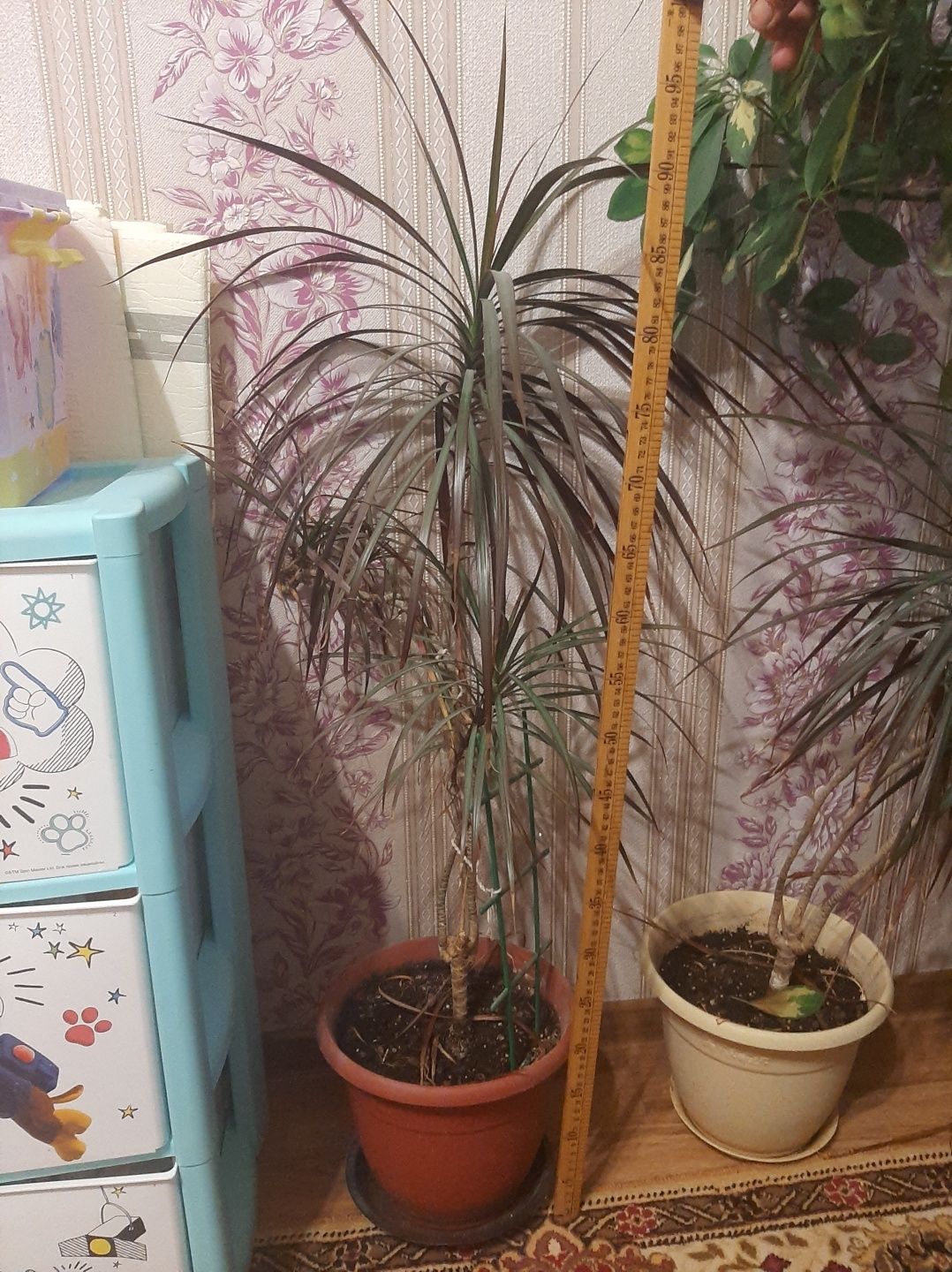 Продается комнатные  растения