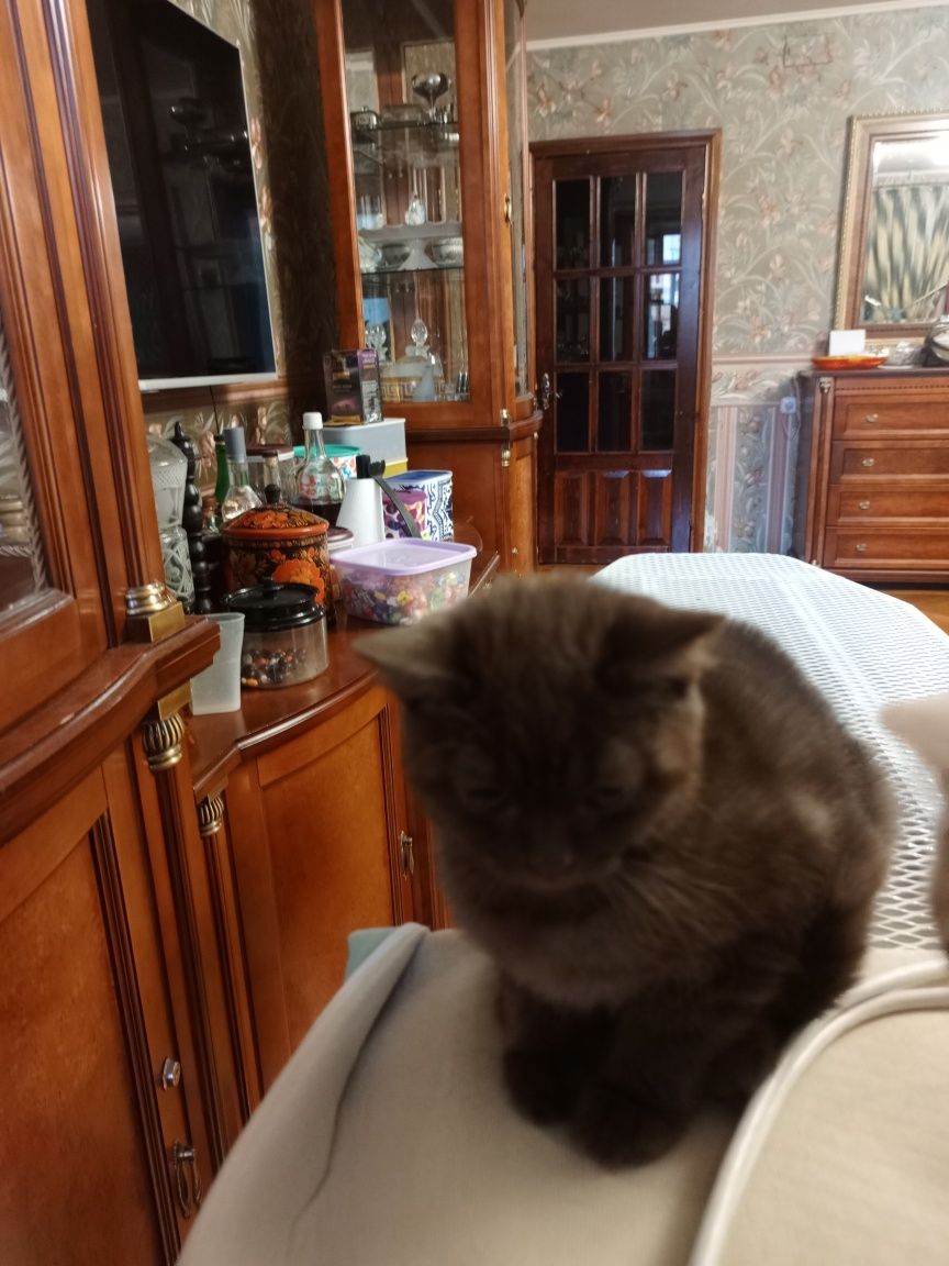 Котята шотландцы