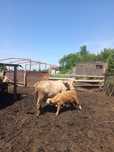 Продам крупно рогатый скот