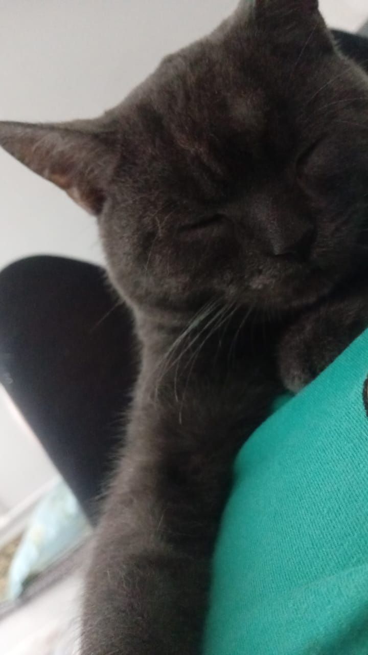Вязка (спаривание) кота британца