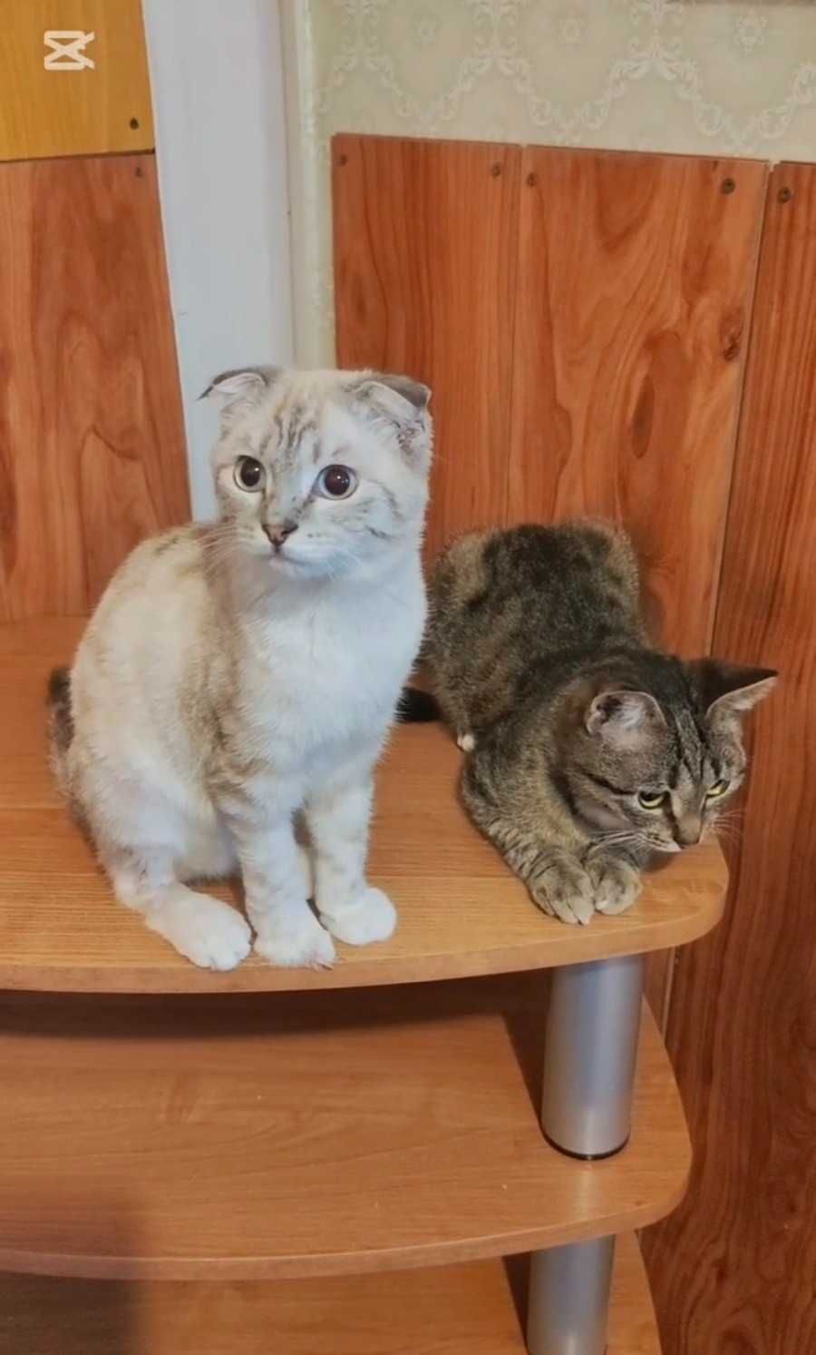 Котики-подростки ищут дом