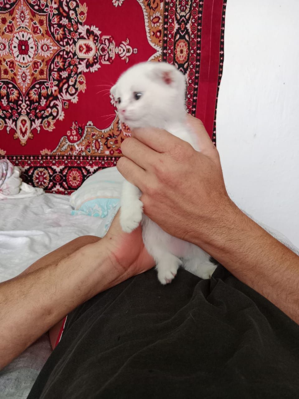 Котята шотландский скотишь страйт