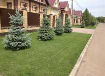 Газон посевной рулоный ель
