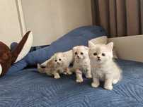 Шикарные Шотландские котята, пародистые