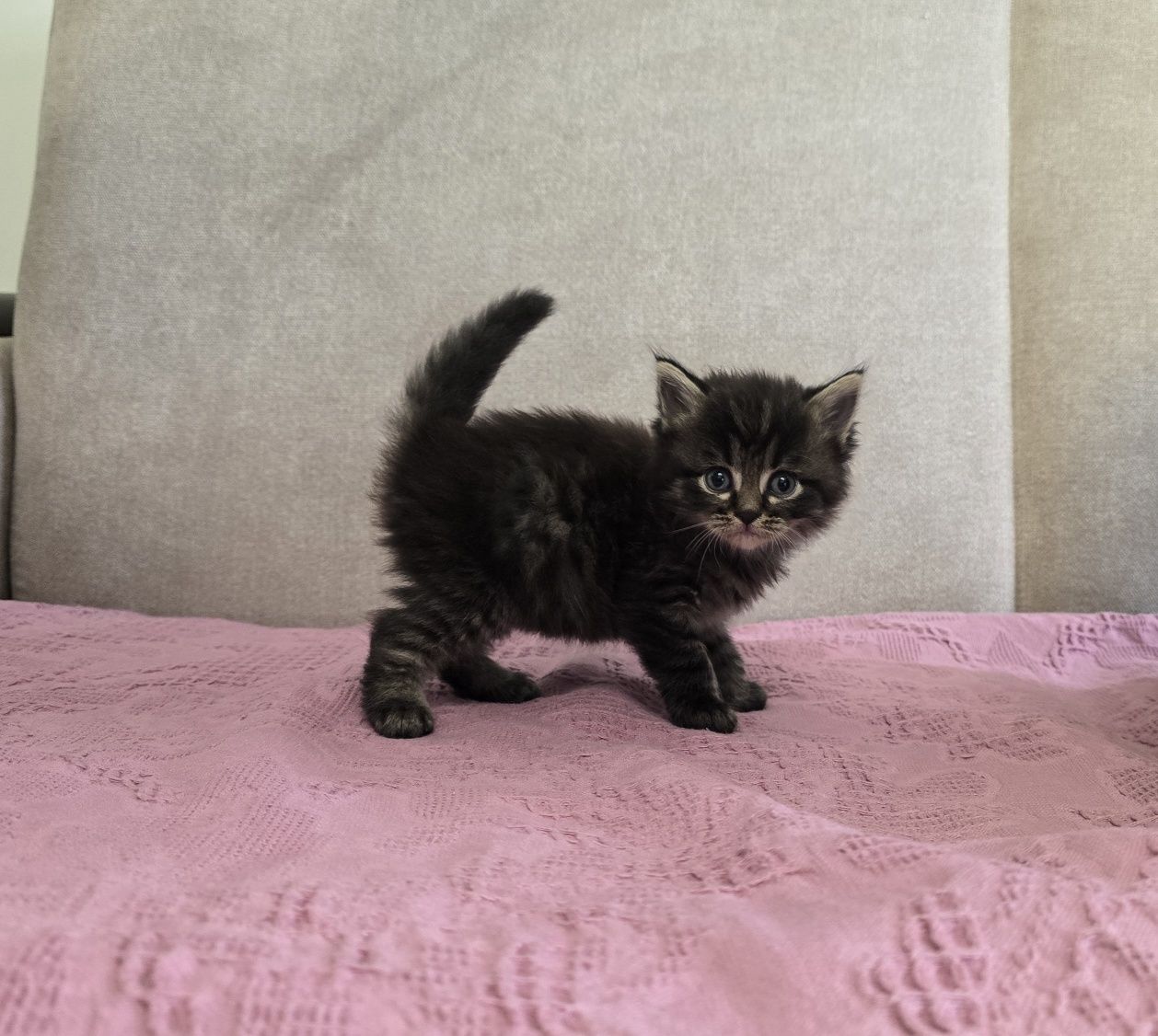 Котят отдам в хорошие руки