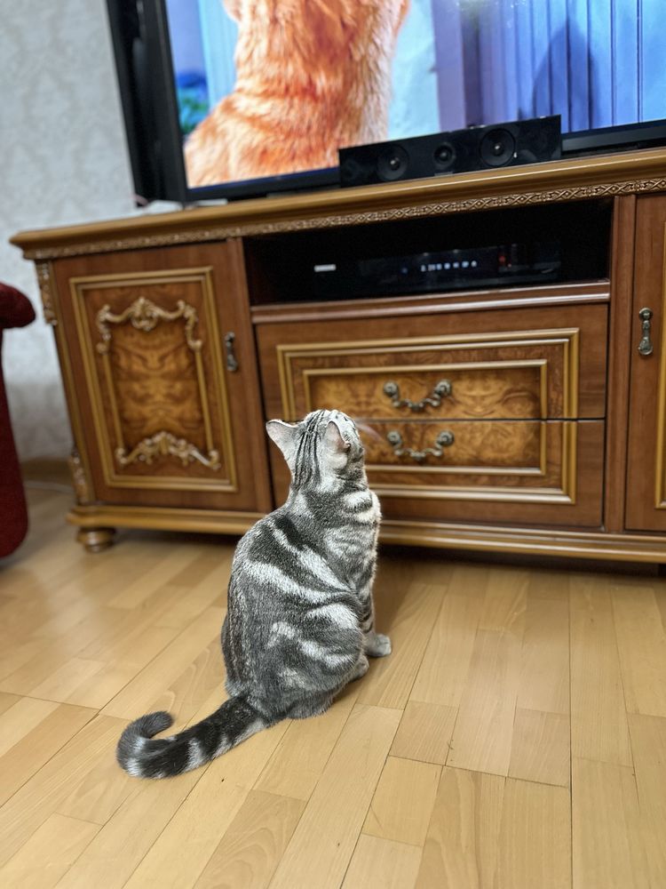 Отдам в добрые руки
