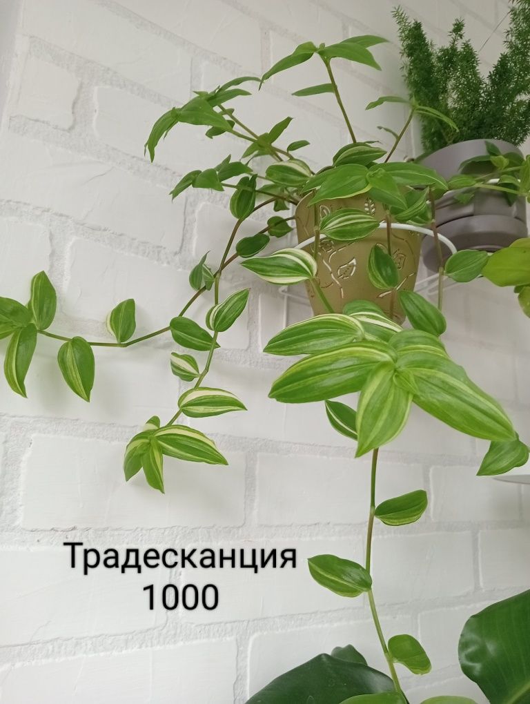 Диффенбахия, Цикас
