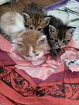 Котята маленькие