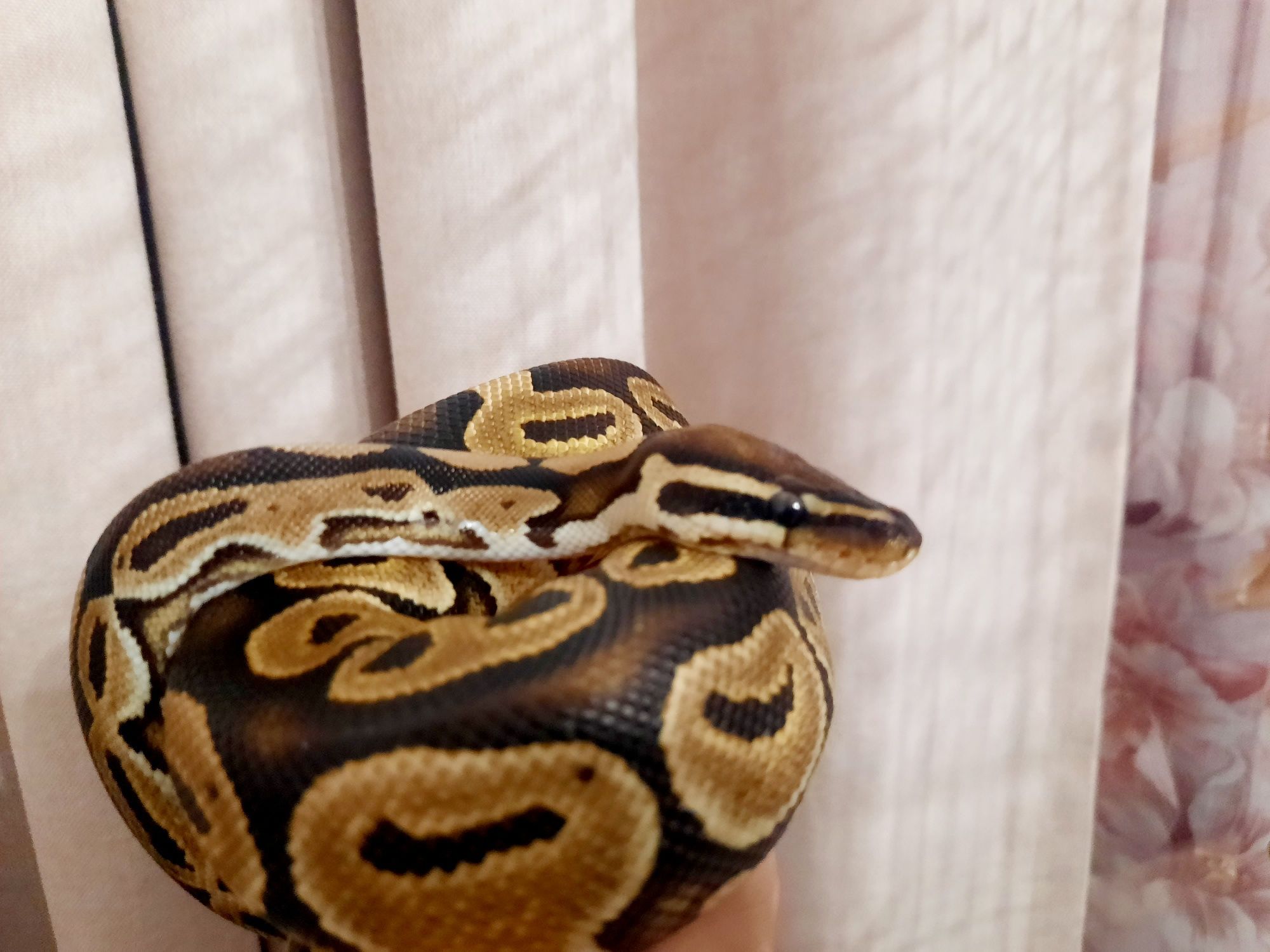 Королевский питон, самка, Морфа Het Red Axanthic