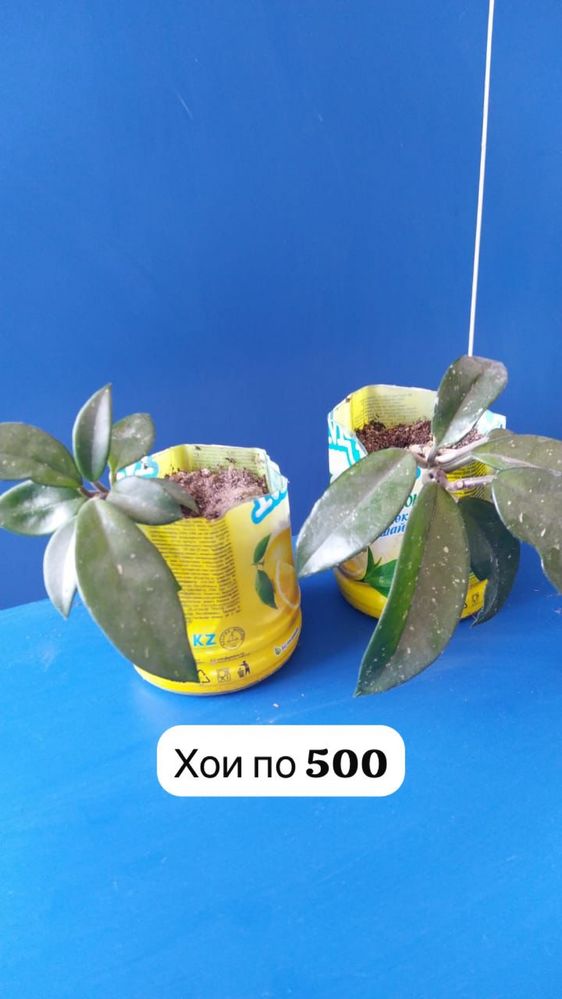 Комнатные цветы разные