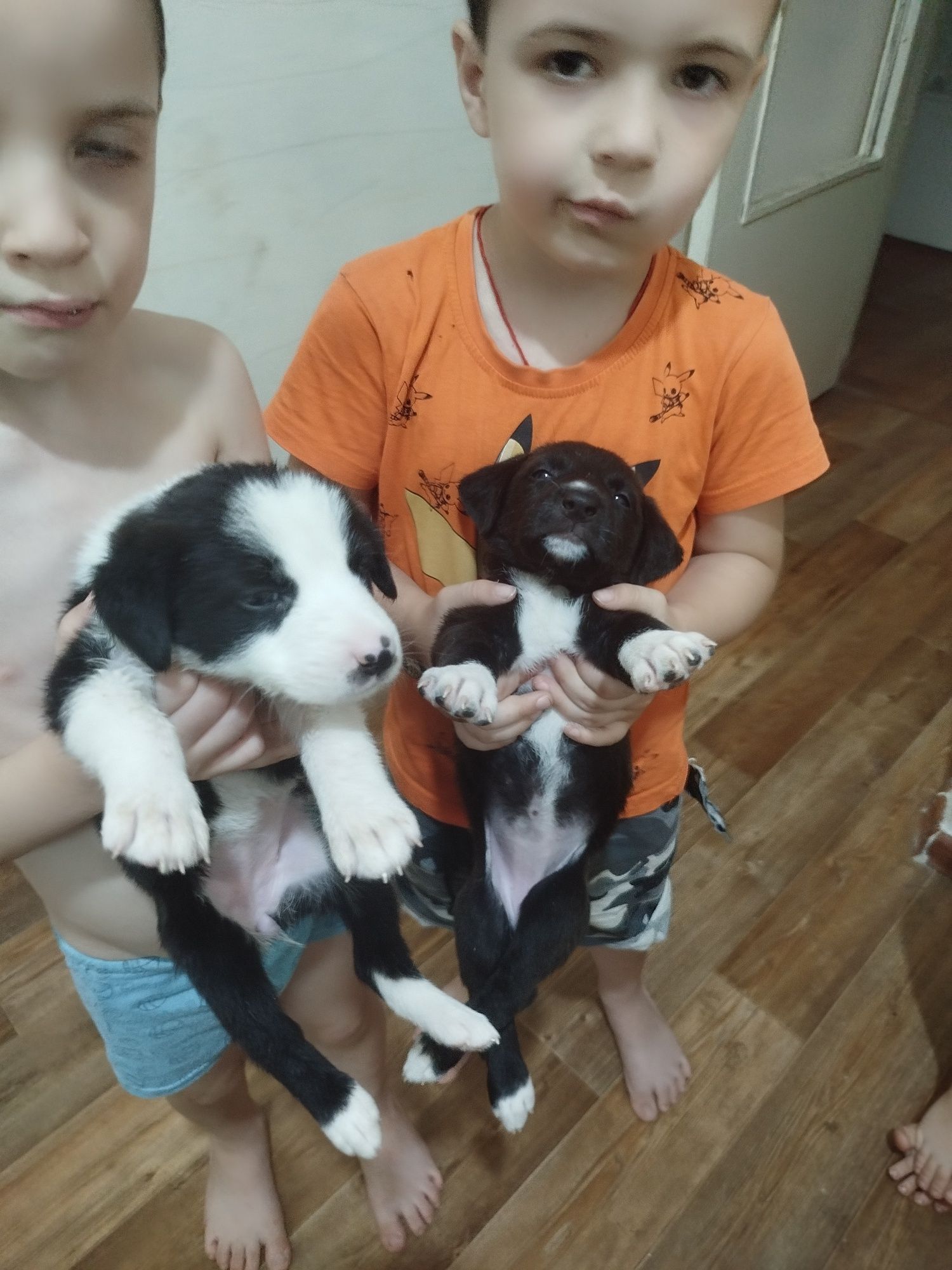 Щенки бесплатно на пристройство.