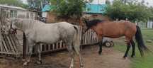 Продам  2 кобылы