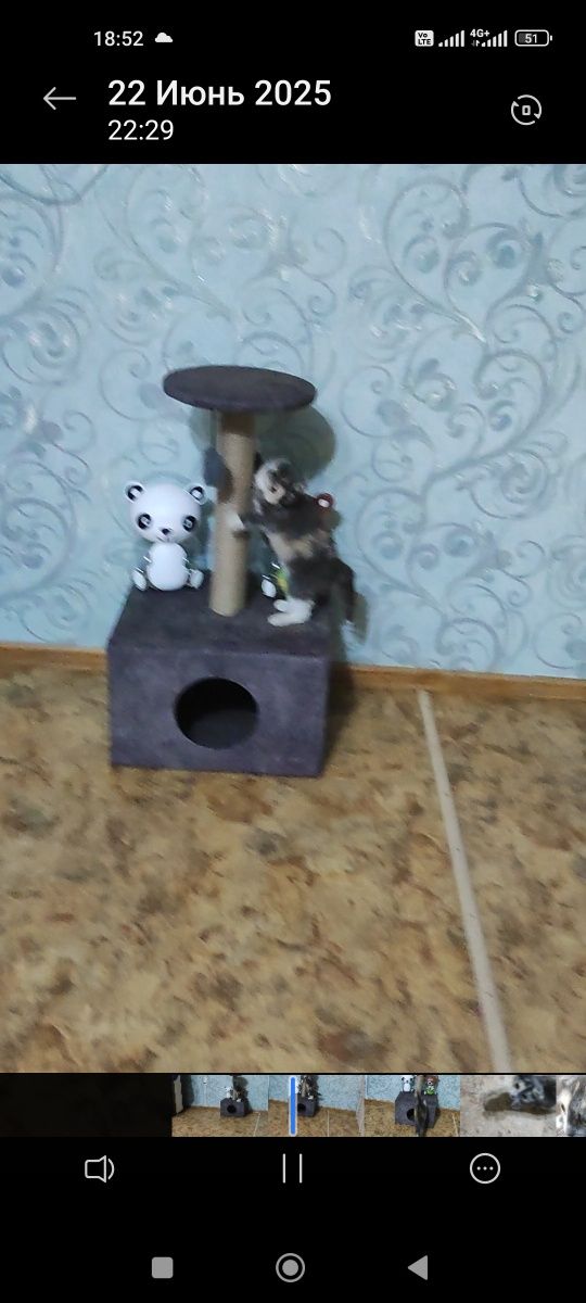 Продам котенка девочку Шотландка вислоухая