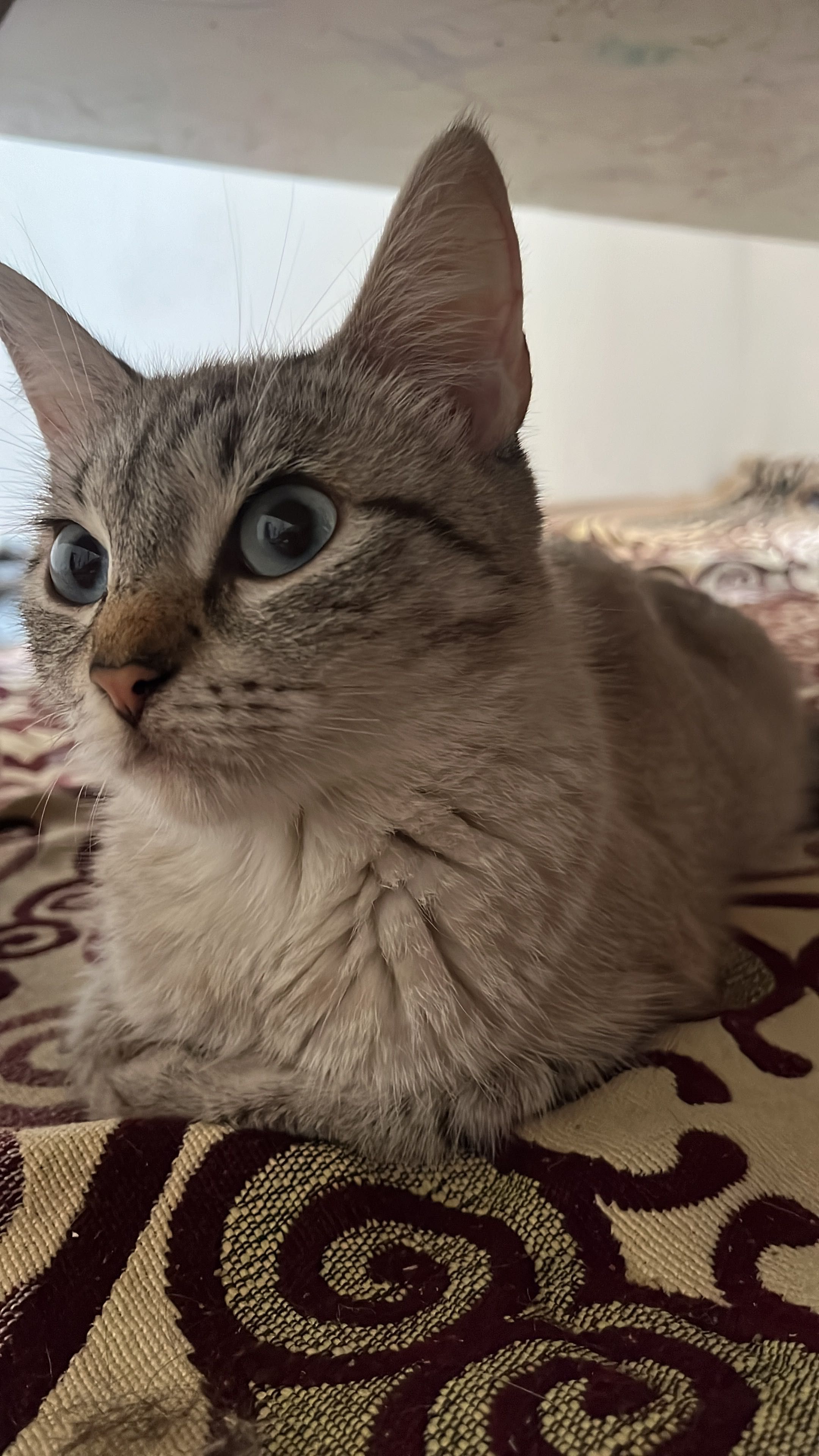 Отдам котят бесплатно