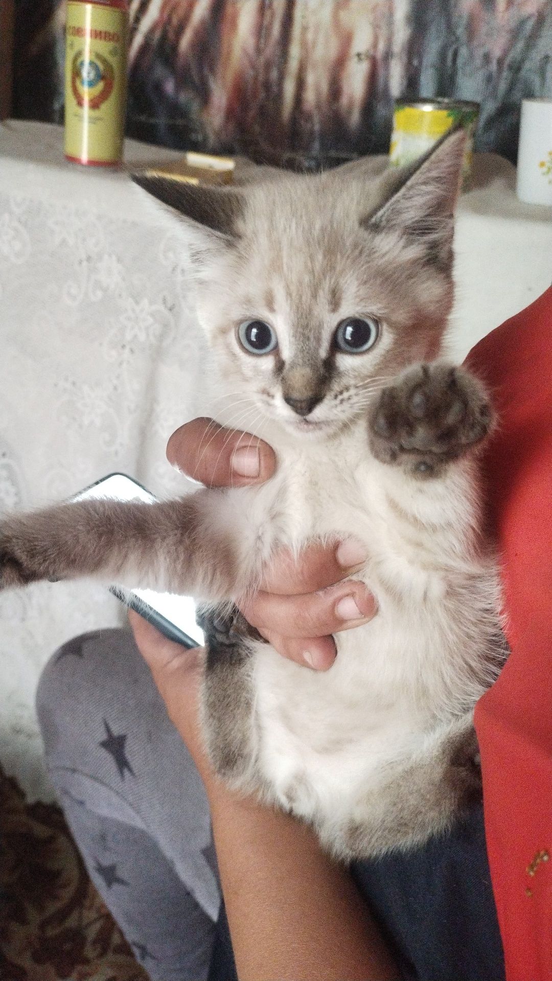 Котята ищут дом!!!