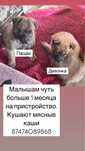 щенки ищут дом