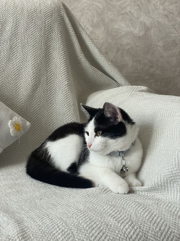 Отдам кошку месяцев 7