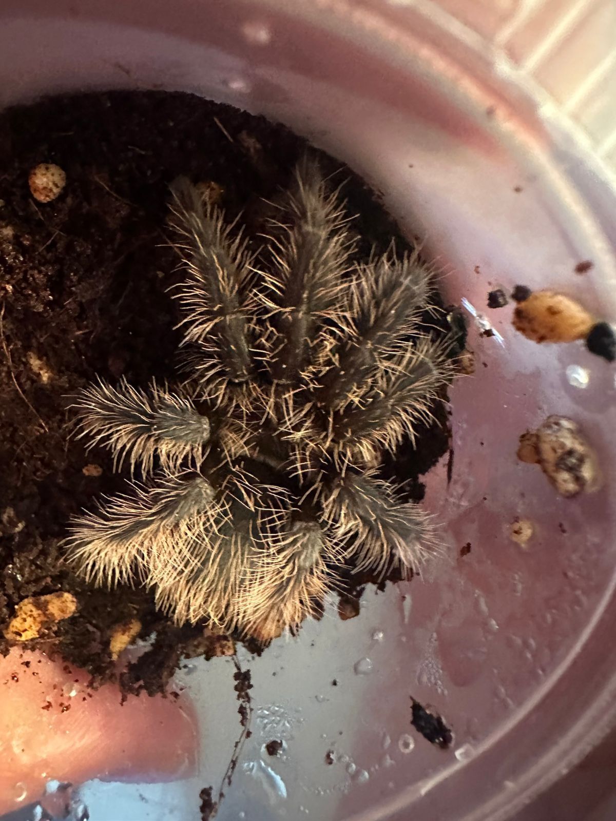 Паук-птицеед Brachypelma auratum
