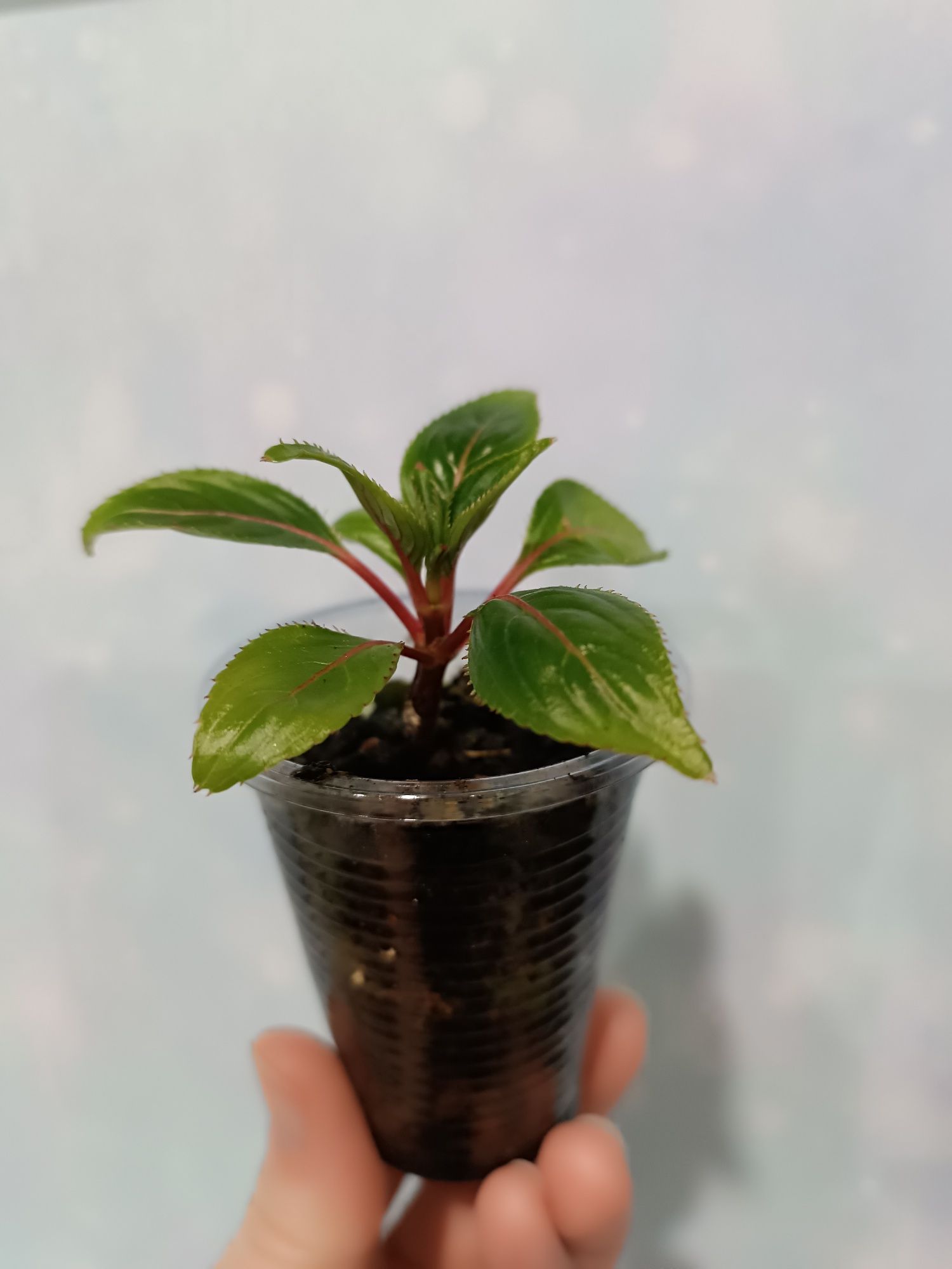Продам сортовой бальзамин Impatiens.
