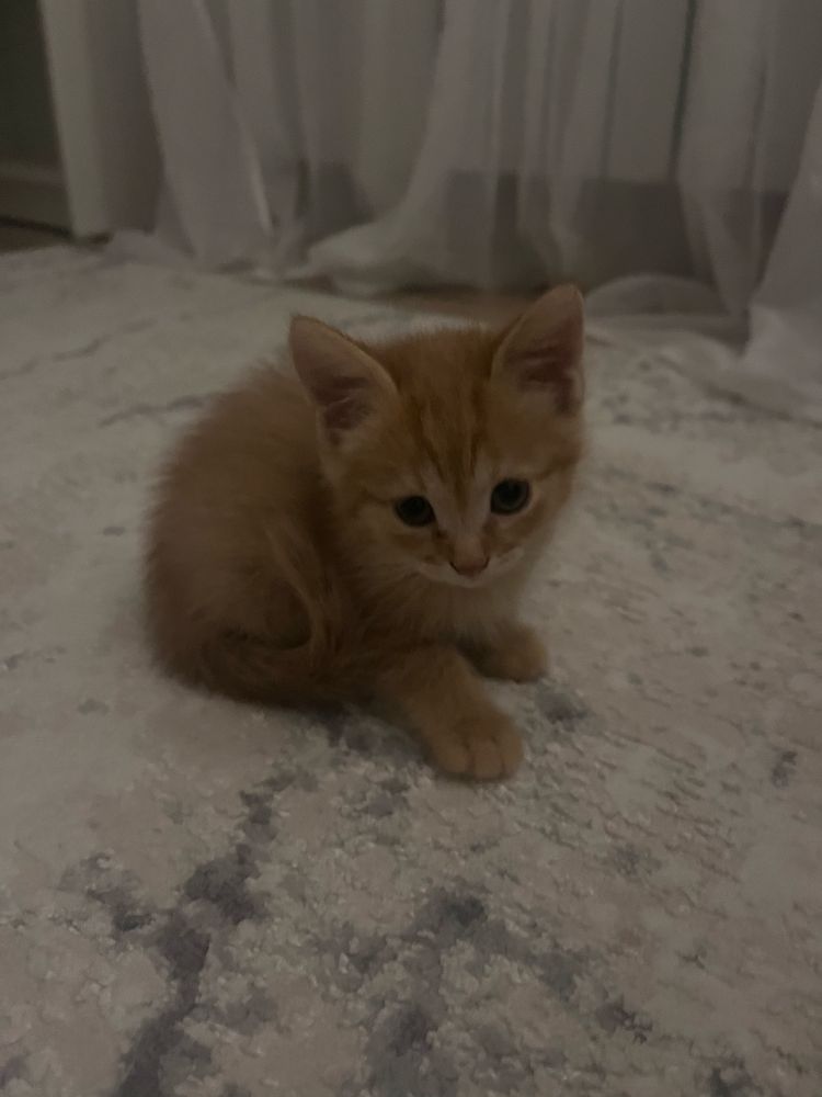 Милые котята ищут дом