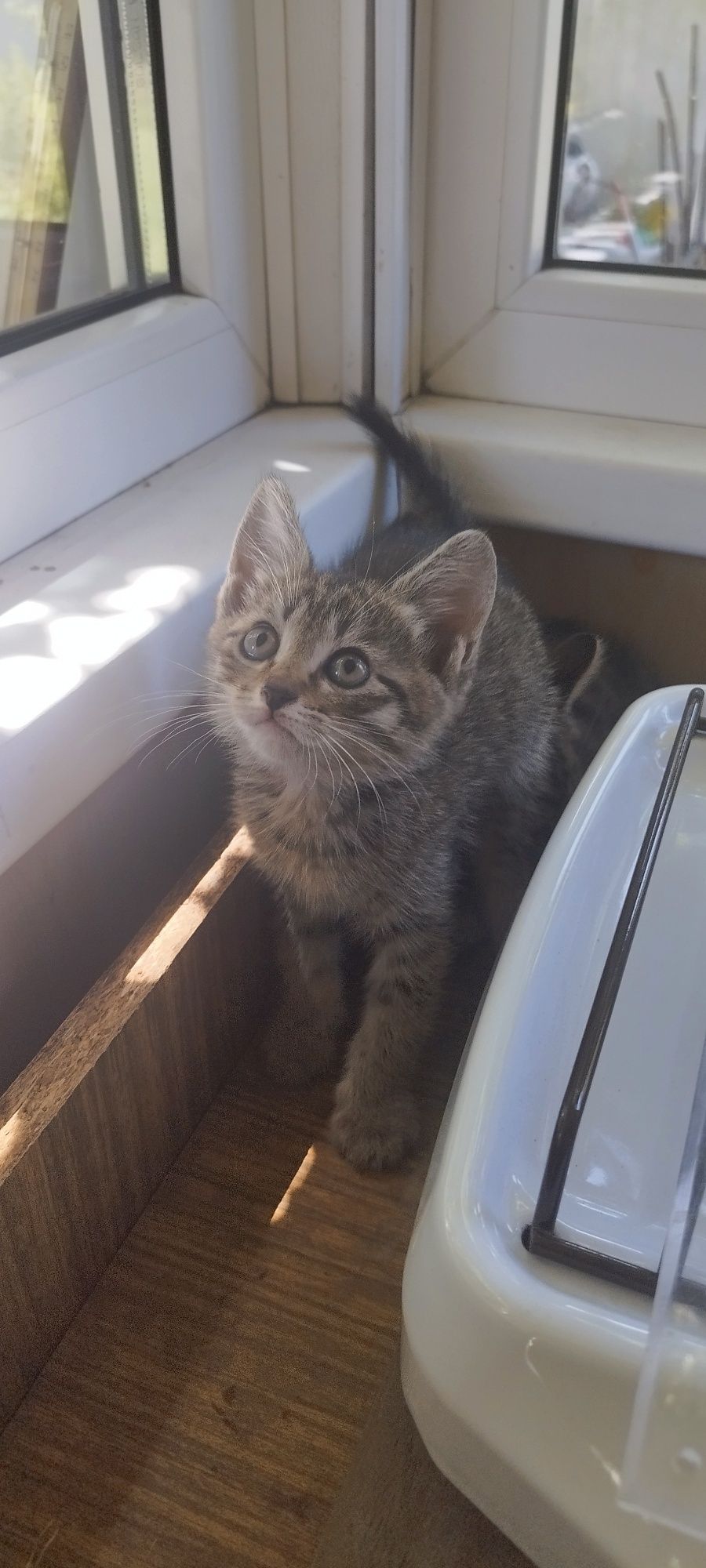Котята, около 1.5 месяцев