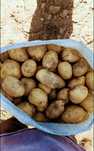 Крупный Картофель