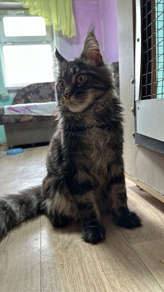 Мальчик котенок мейнкун