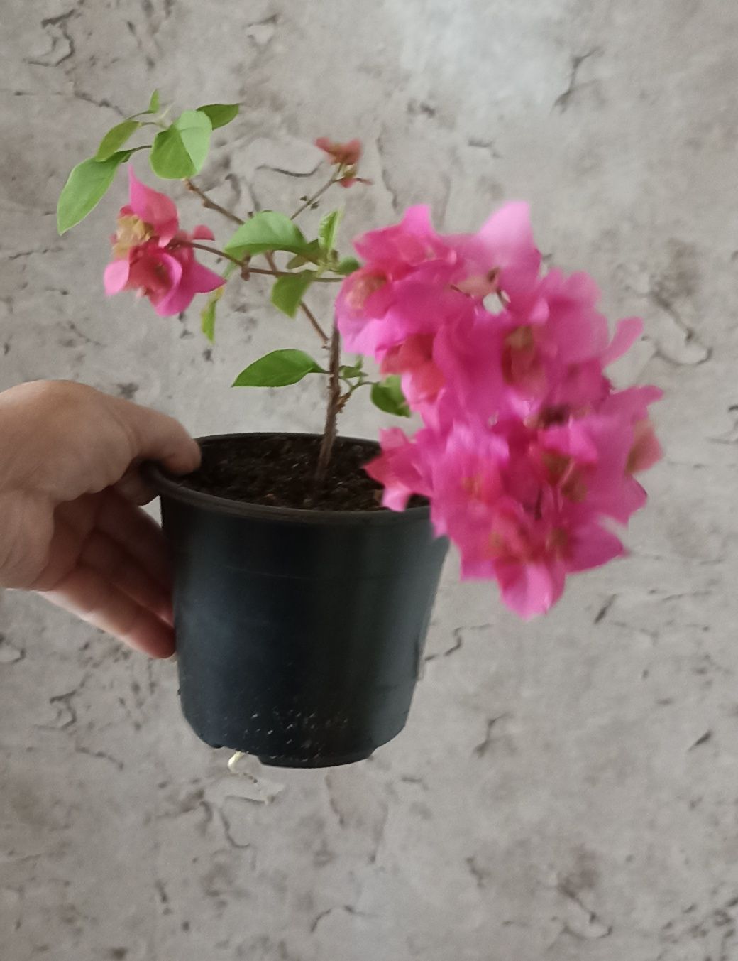 Продам бугенвиллеи