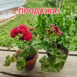Продам цветущие пеларгонии