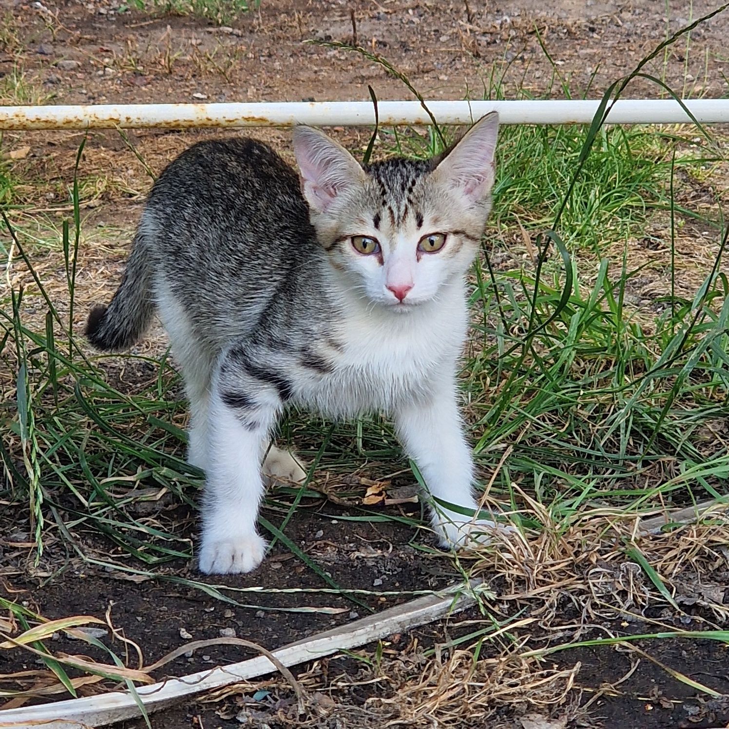Дарю котят в добрые руки