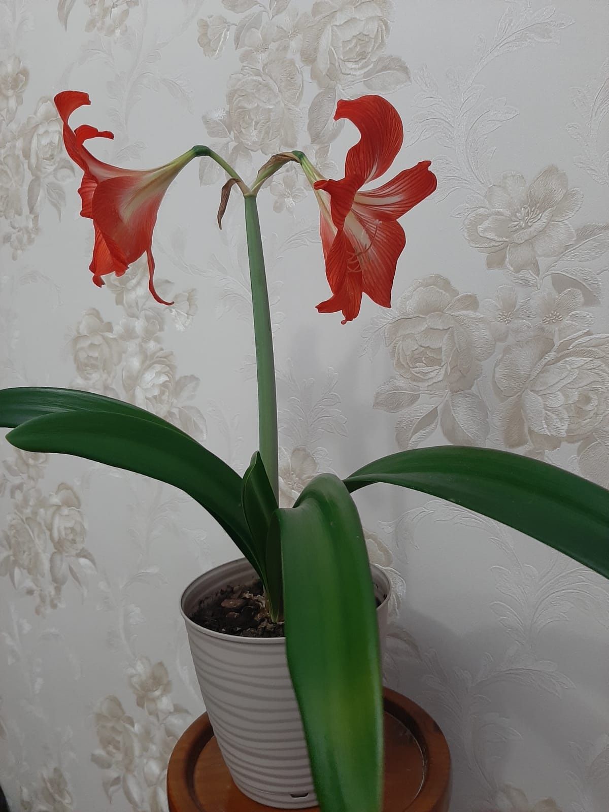 Продам амариллис (гиппеаструм) красного цвета.