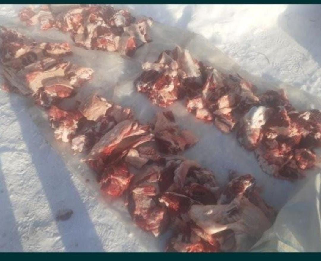 Продам говядину телочки