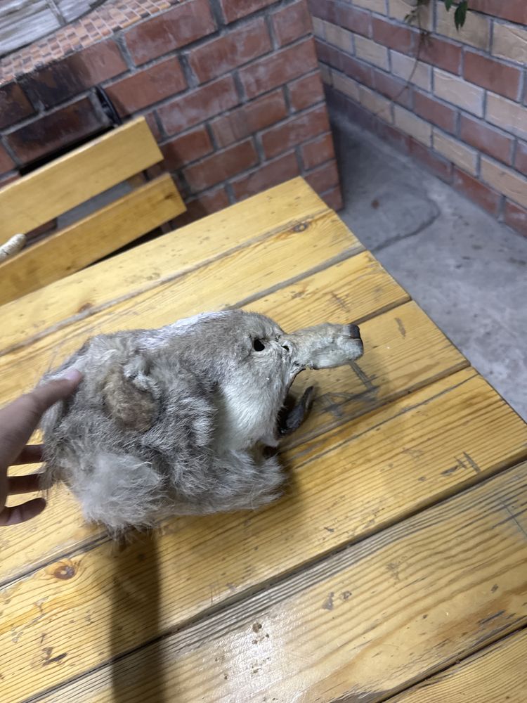 Голова Волка не дорого