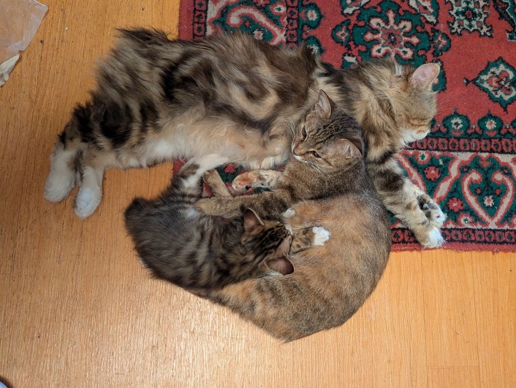 Котенок -рысенок. Курильский бобтейл. Аа